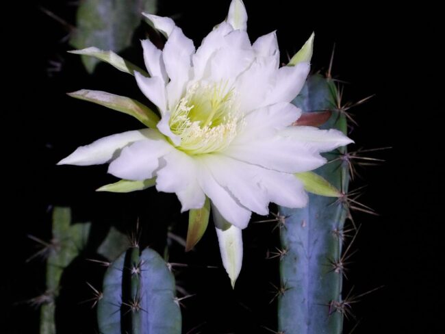 visitas_noturnas_guiadas_no_jardim_botanico_do_rio_de_janeiro_ffraz_abr_2510212529