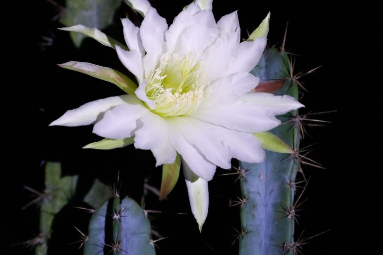 visitas_noturnas_guiadas_no_jardim_botanico_do_rio_de_janeiro_ffraz_abr_2510212529